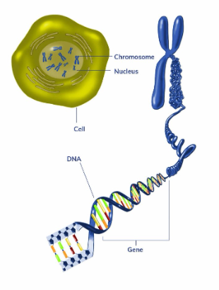 Image of a gene