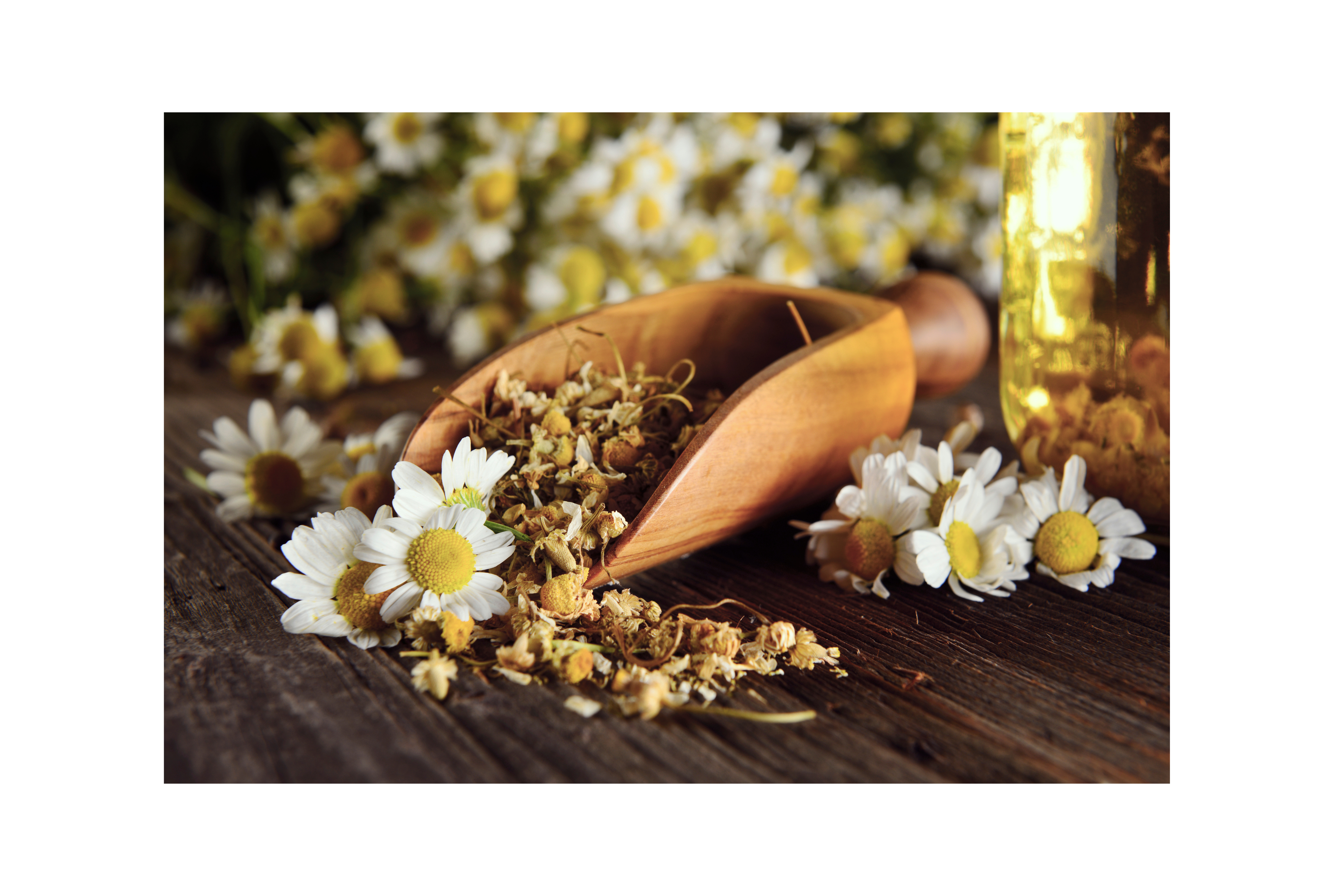 chamomile-flower-with-loose-leaf-chamomile-tea