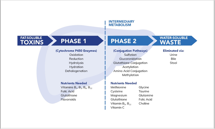 Graph explaining intermediary metabolism for fat-soluble toxins.