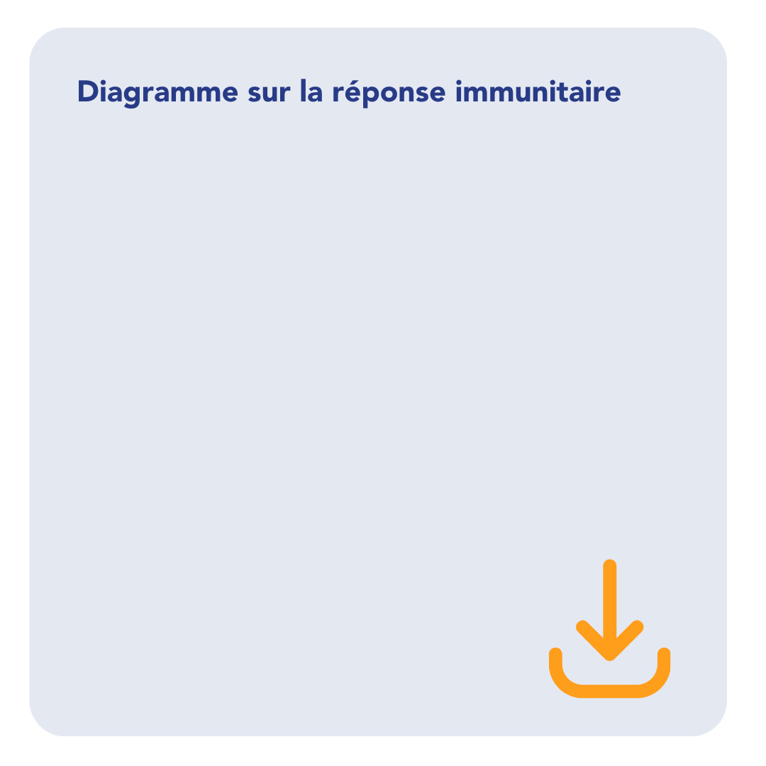 diagramme sur la reponse immunitaire