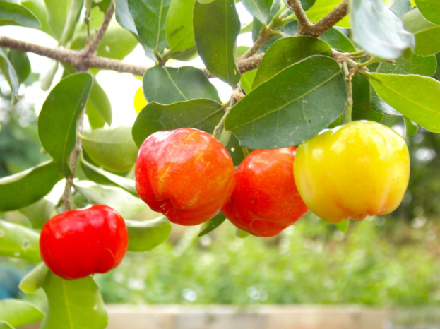 Apples growing on a tree.