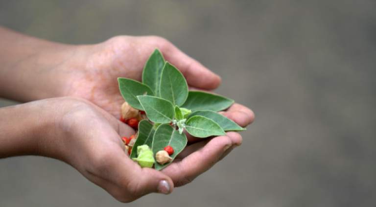 Personne tenant une plante et des feuilles.