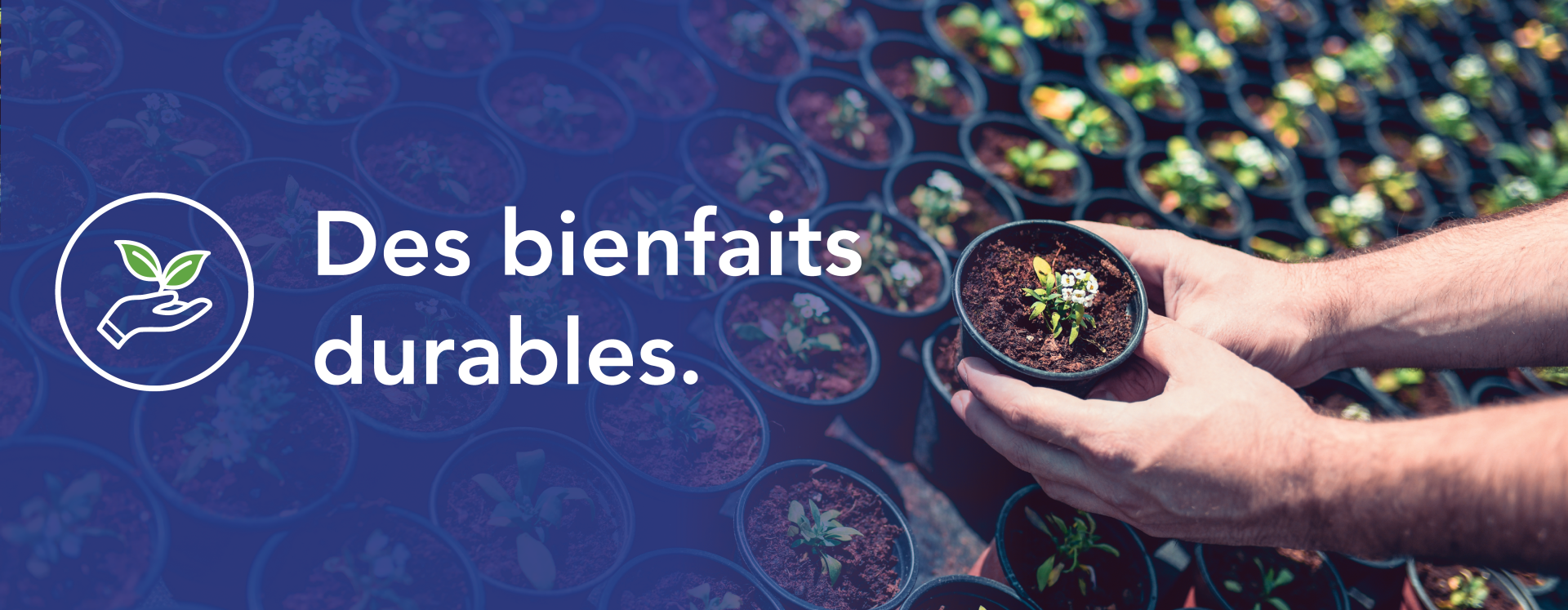 Jardiner des plantes aux bienfaits durables